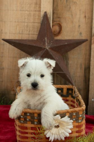puppy, for, sale, West Highland White Terrier, Amos B. King, dog, breeder, Romney, WV, dog-breeder, puppy-for-sale, forsale, nearby, find, puppyfind, locator, puppylocator, aca